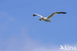 Northern Gannet (Morus bassanus)