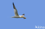 Northern Gannet (Morus bassanus)