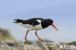 Oystercatcher (Haematopus ostralegus)