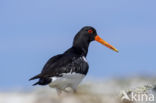 Oystercatcher (Haematopus ostralegus)