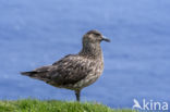 Great Skua (Stercorarius skua)