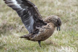 Great Skua (Stercorarius skua)