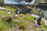 Atlantic Puffin (Fratercula arctica)