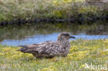 Great Skua (Stercorarius skua)