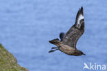 Grote Jager (Stercorarius skua)