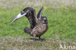 Great Skua (Stercorarius skua)