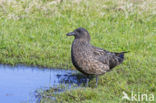 Great Skua (Stercorarius skua)