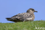 Grote Jager (Stercorarius skua)