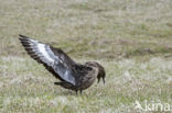 Great Skua (Stercorarius skua)