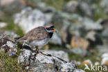 Bontbekplevier (Charadrius hiaticula)