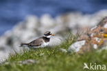 Bontbekplevier (Charadrius hiaticula)