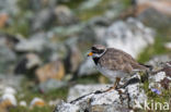 Bontbekplevier (Charadrius hiaticula)