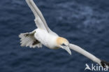 Northern Gannet (Morus bassanus)