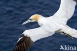 Northern Gannet (Morus bassanus)