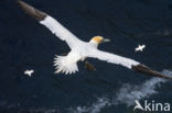 Northern Gannet (Morus bassanus)