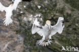 Northern Gannet (Morus bassanus)