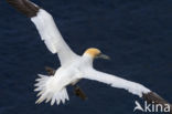 Northern Gannet (Morus bassanus)