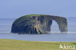 Dore Holm