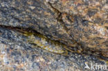 Havenpissebed (Ligia oceanica)