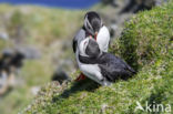 Papegaaiduiker (Fratercula arctica)