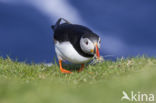 Atlantic Puffin (Fratercula arctica)