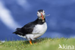 Atlantic Puffin (Fratercula arctica)