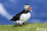 Atlantic Puffin (Fratercula arctica)