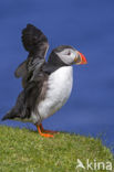 Atlantic Puffin (Fratercula arctica)