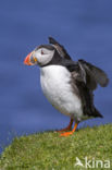 Atlantic Puffin (Fratercula arctica)