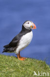 Atlantic Puffin (Fratercula arctica)