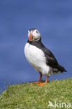 Atlantic Puffin (Fratercula arctica)