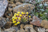 Wondklaver (Anthyllis vulneraria)