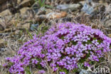 Silene (Silene acualis)