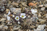 Cerastium nigrescens