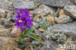 Mannetjesorchis (Orchis mascula)