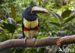 Zwartnekarassari (Pteroglossus aracari)