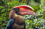 Rosse Neushoornvogel (Buceros hydrocorax)