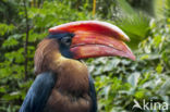 Rufous Hornbill (Buceros hydrocorax)