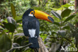 Reuzentoekan (Ramphastos toco)