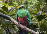 Golden-headed Quetzal (Pharomachrus auriceps)