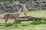 Grote Nijlgau (Boselaphus tragocamelus)