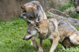 Grey Wolf (Canis lupus)