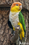 witbuikcaique (Pionites leucogaster leucogaster)