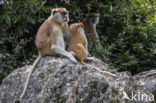 patas monkey (Erythrocebus patas)