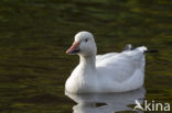 Snowgoose (Anser caerulescens)