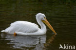 Witte Pelikaan (Pelecanus erythrorhynchos)