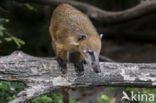 South American coati (Nasua nasua)