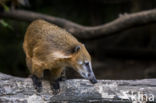 South American coati (Nasua nasua)