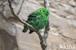 smaragdgroene hapvogel (Calyptomena viridis)
