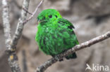 smaragdgroene hapvogel (Calyptomena viridis)